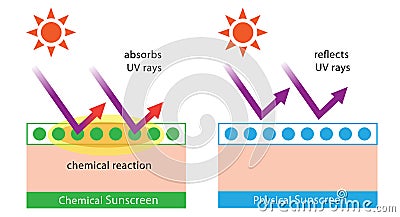 Diagram of chemical sunscreen and physical sunscreen Stock Photo